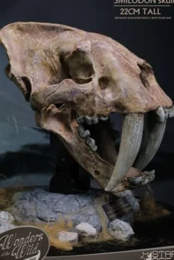 Wonders of the Wild Series Estatua Smilodon Skull Fossil 22 cm