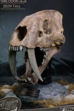 Wonders of the Wild Series Estatua Smilodon Skull Fossil 22 cm